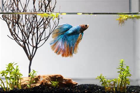 20 Key Tips for Fish Keeping: The Ultimate Fish Care Guide.